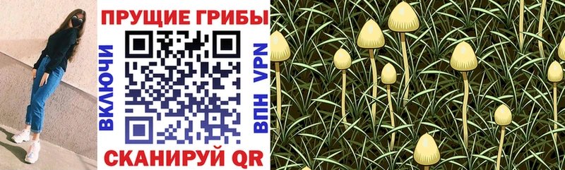 Купить  Краснокамск  Псилоцибиновые грибы GOLDEN TEACHER 